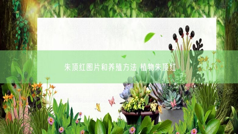 朱顶红图片和养殖方法 植物朱顶红 